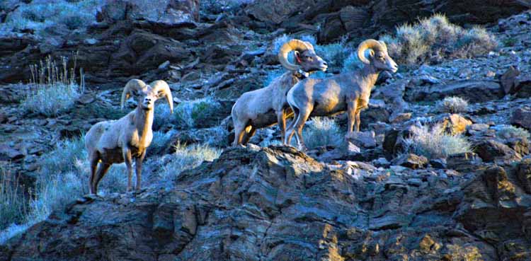 bighorn sheep